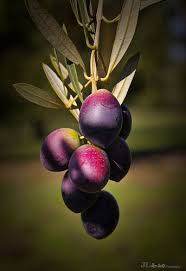 Aceitunas Fruit Photography Beautiful Fruits Olive