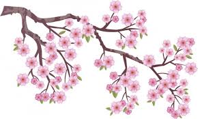 It's simple!simply subscribe us for more drawing tutorial. 16 281 Cherry Blossom Branch Vectors Royalty Free Vector Cherry Blossom Branch Images Depositphotos