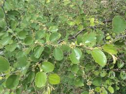 Image result for Ziziphus mauritiana