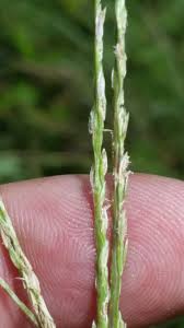 Image result for Digitaria pulchra