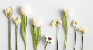 See more ideas about white flowers, flowers, beautiful flowers. How To Shoot Flowers On A White Background The British Flowers Book