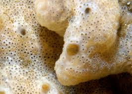 Image result for Dipcadi vaginatum