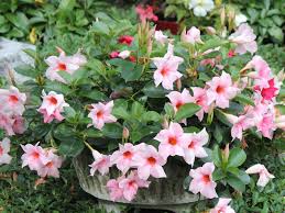 Image result for dipladenie sanderi obrázek