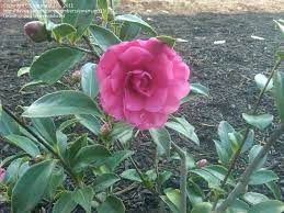 Full Size Picture Of Common Camellia Japanese Camellia Bette Sette I Camellia Japonica I Japonica House Landscape Pictures