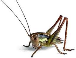 Get live cricket scores, scorecard updates, match schedule, predictions & results, stats, latest news & videos of all international, domestic & t20 series at cricket.com. Cricket Control Treatment Lloyd Pest Control