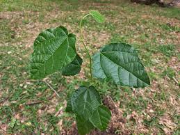 Image result for Carpodiptera