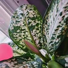 Image result for dieffenbachia flower