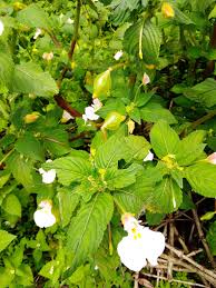 Image result for Impatiens burtonii