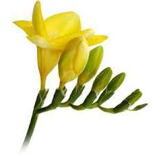 Yellow Freesia Flower Fiftyflowers Com Wholesale Flowers Wedding Freesia Flowers Wholesale Flowers