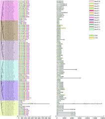 Image result for Gossypioides kirkii