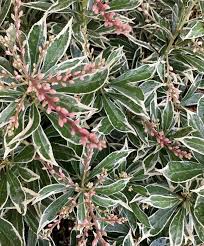Image result for Pieris japonský little heath obrázek