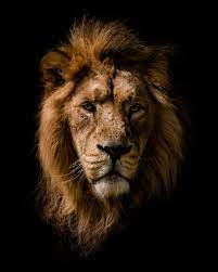 Low Key Lion Portrait Wild Animals Photography Lion Portrait Pet Portraits