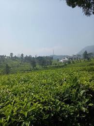 Many cemeteries along this road. Kebun Teh Gambung Picture Of Villa Argapuri Bandung Tripadvisor