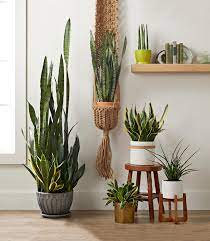 Check spelling or type a new query. Best Succulents To Grow Indoors Better Homes Gardens