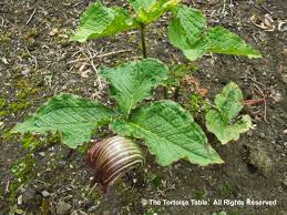 Image result for Arisaema mildbraedii