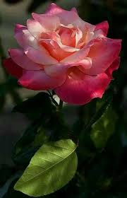 Mix Colour Rose Beautiful Roses Beautiful Flowers Amazing Flowers