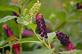 Do you have pokeweed in your garden? How To Get Rid Of Pokeweed Safely In 2021 A Nest With A Yard