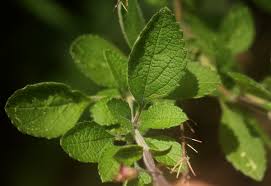 Image result for Ocimum labiatum