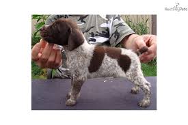 Liver Roan Patched Ticked Gsp Puppy German Shorthaired Pointer Gsp Puppies German Shorthair