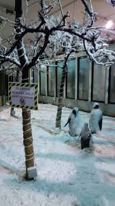 *be bertambah* *happy birthday aisha* *spontanous thursday* Jom Main Salji Hanya Rm5 Di Shah Alam Dah Tau Ker