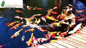 Kamu dapat membuat kolam ikan koi minimalis yang biasanya mudah untuk dibuat. Tukang Kolam Koi Surabaya Selaras Taman Dekorasi Landscape