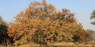 Image result for Pseudolachnostylis maprouneifolia