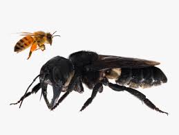 The Triumphant Rediscovery Of The Biggest Bee On Earth Wired