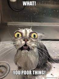 What You Poor Thing Cat Bath Make A Meme