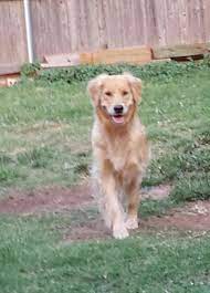 We are expecting beautiful, healthy, intelligent, light colored golden retriever puppies with superb temperments june tenth. Oklahoma Kansas Texas Arkansas Puppies Obedience Field Conformation Agility Grca Benden Golden Golden Retriever Retriever Puppy Dogs Golden Retriever