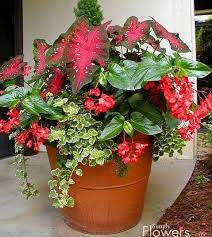 What Colors Does Dragon Wing Begonia Google Search Container Flowers Container Gardening Container Gardening Flowers