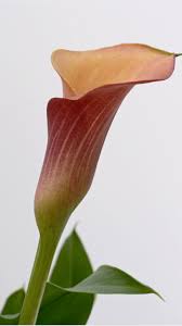 Check spelling or type a new query. Calla Lily Wallpaper Iphone Android Desktop Backgrounds