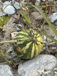 Image result for Citrullus lanatus