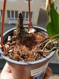 Image result for Cyphostemma lanigerum