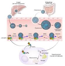 Image result for Lipase