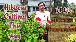 More images for how to grow hibiscus from cuttings » Grow Hibiscus Cuttings This Way With 100 Success Guranteed Helpful Gardening Videos