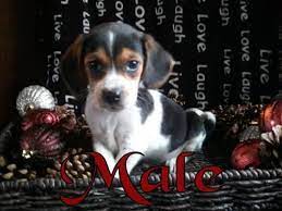 Fish tank and heavy stand for sale Beagle Puppies For Sale In Otsego Minnesota Classified Americanlisted Com