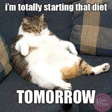 With Hook And Needle Stress Eating Funny Cat Pictures Funny Animal Pictures Funny Cute