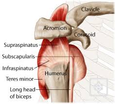 Tendons, to attach the muscles to the bones. Shoulder Tendons Shoulderdoc