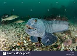 Anarhichas Lupus Atlantic Wolffish Little Strytan Small Chimney Stock Photo Alamy