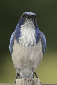 Gray Birds That Look Like Blue Jays Live Bird Bonus Scrub Jay Reference Birds Beautiful Birds Bird Illustration