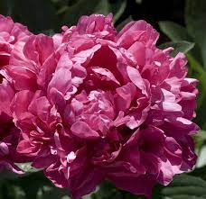Princess Margaret Peony Peonies Garden Beautiful Flowers Pink Peonies