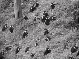 Image result for Sericostachys