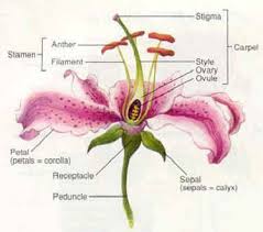 Plants diversity student travel awards (sta). Pollinixtionary Parts Of A Flower Flower Structure Flower Anatomy