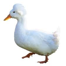 The adults are pure white and the ducklings the pekin duck is from chinese descent, but has been developed as an american duck. Live White Crested Ducks For Sale Order As Few As 3 Ducks Safe Arrival Guarantee