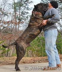 Select from premium presa canario of the highest quality. Fredo Of Sanders Kennels Presa Canario Large Dog Breeds Dog Breeds Dangerous Dogs