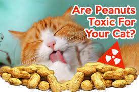 Can Cats Eat Peanuts Learn Everything You Need To Know Catastic