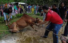 Hari ini, saya ingin mengucapkan selamat hari raya idul adha kepada semua umat muslim sebagai pertanda akhir dari ibadah haji. Sambutan Raya Korban Dibenarkan