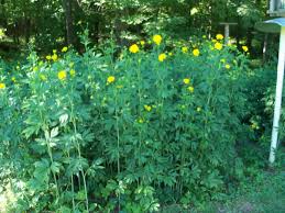 Nestled as a backdrop among a cottage garden or grown in. Perennial Flower Id Plantdoc