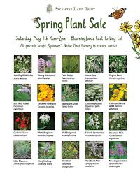 Image result for Galium scabrellum