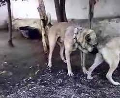 Kangal Youtube
